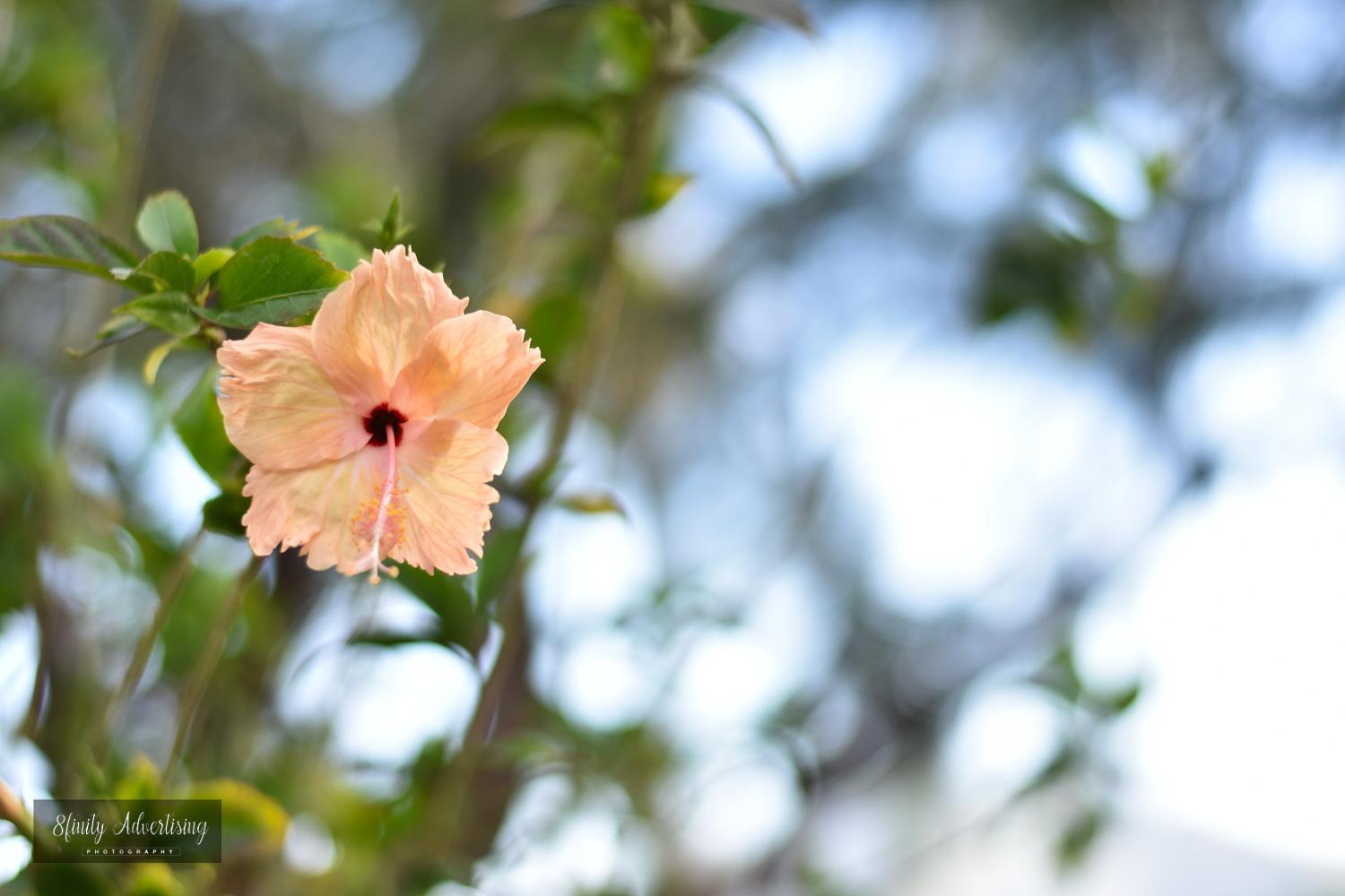 Tavewa Island Coralview Island Resort מראה חיצוני תמונה